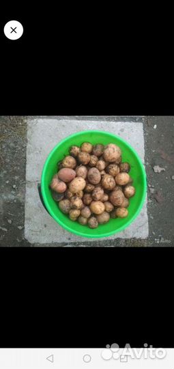 Продам картофель