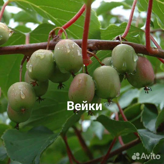 Лианы и вьющиеся