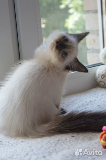 Малышка Хильда