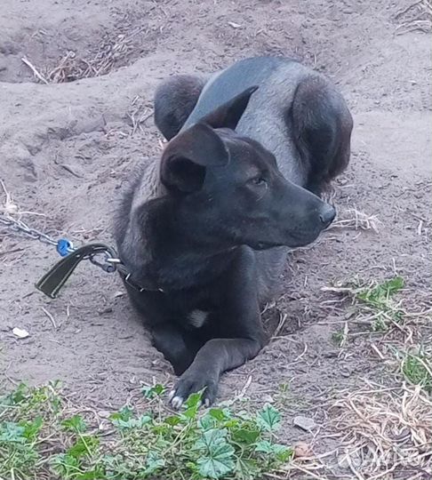 Собака пёс кобель Гор