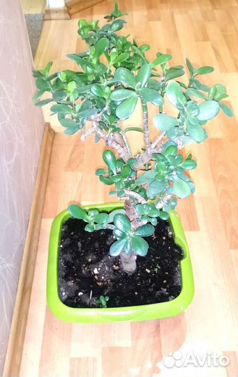 Денежное дерево толстянка крассула