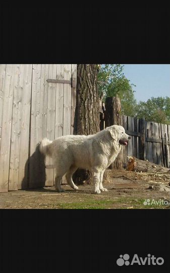 Польско подгалянская овчарка.Вязка