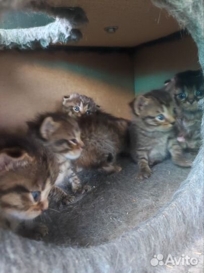 Вислоухие котята в добрые руки