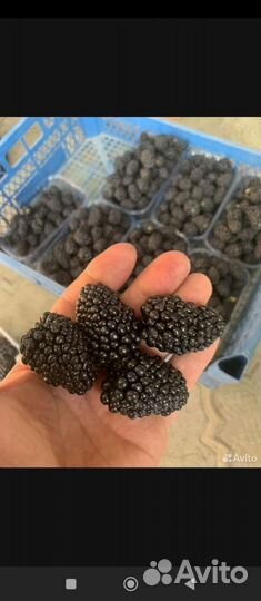 Саженцы ежевики