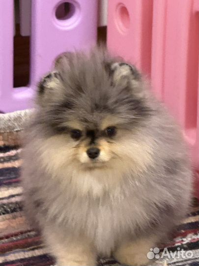 Померанский шпиц 