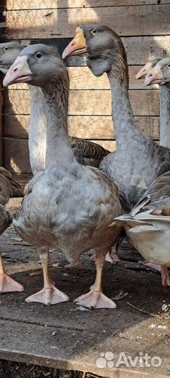 Птицы. Гуси