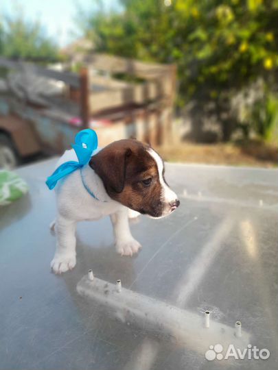 Джек Рассел терьер