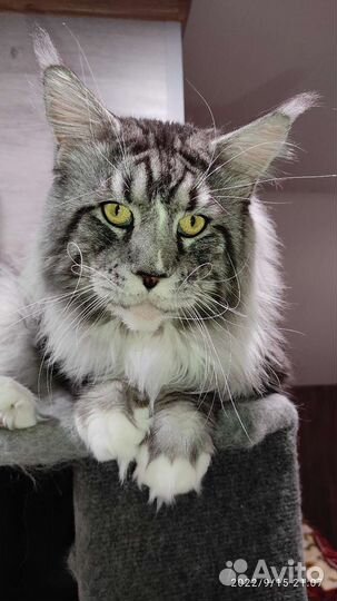 Мейн-кун вязка