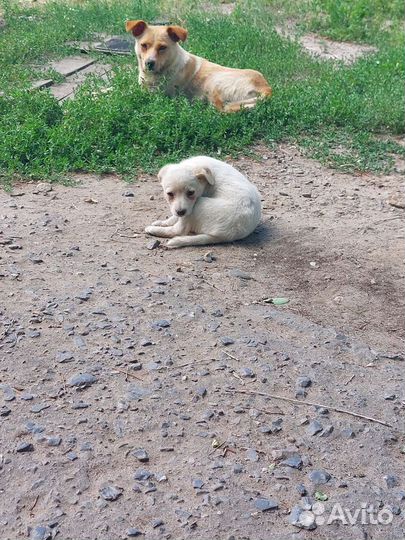 Щеночки бесплатно в добрые руки
