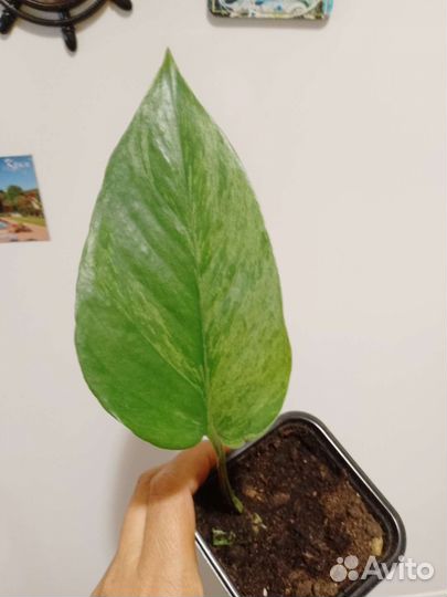 Сциндапсус марбл квин хэппи лиф Н джой