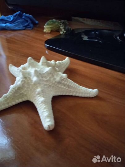 Звезда,ракушка