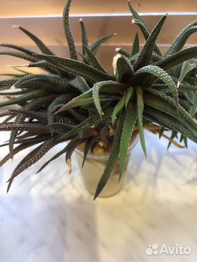 Суккуленты хавортия жемчужная