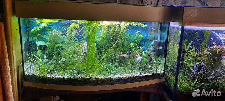 Аквариум