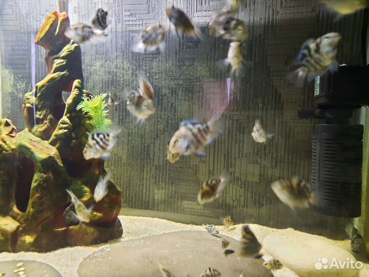 Гибрид попугай(экзот) с чернополосой цихлозомой ск