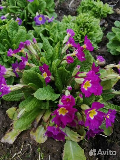 Примула садовая