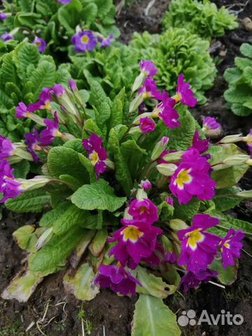 Примула садовая