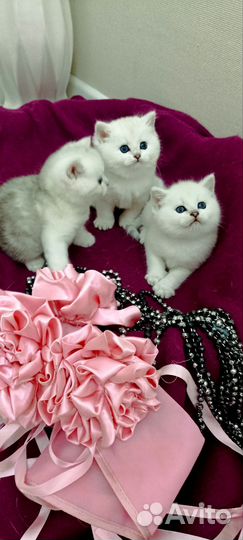 Британская серебристая шиншилла