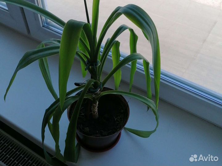 Пальма юкка