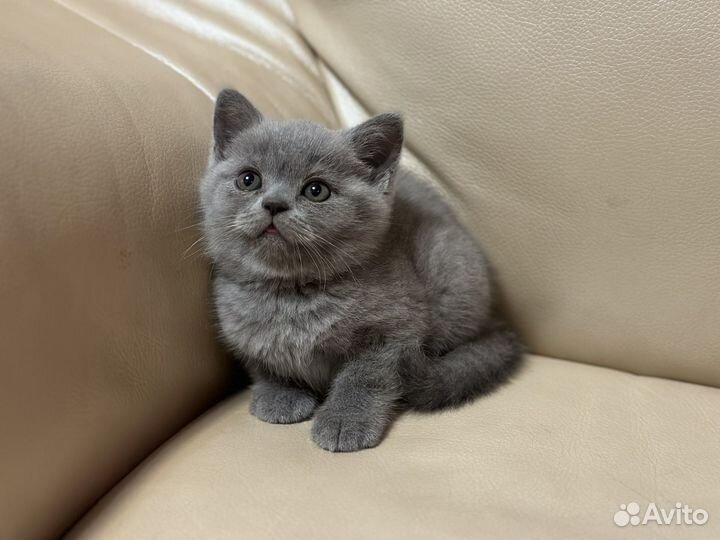 Британские котята