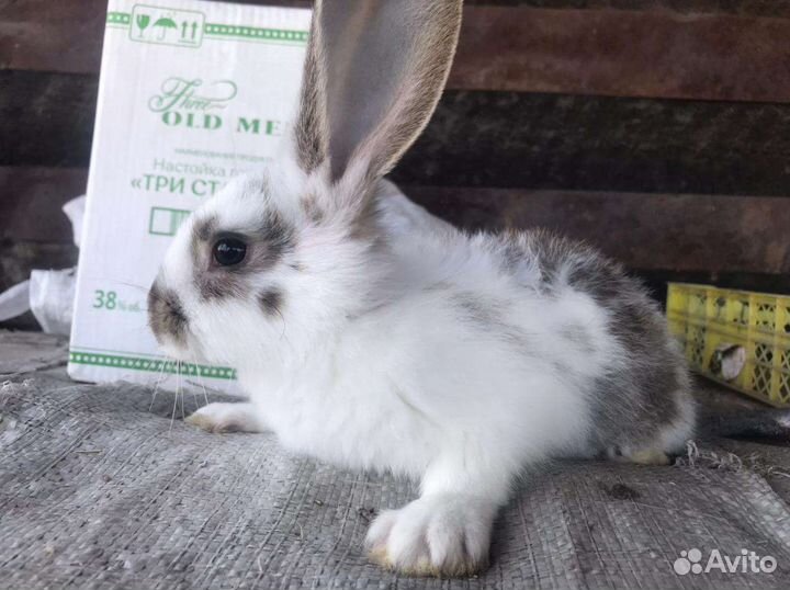 Кролики мясной породы ждут свох хозяев