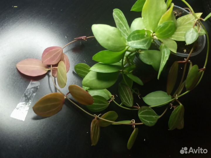 Комнатные растения