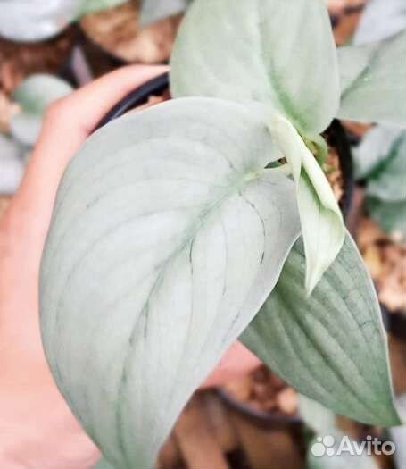 Сциндапсус Silver Hero и Jade Satin