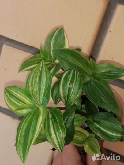 Традесканции сортовые альбом 1