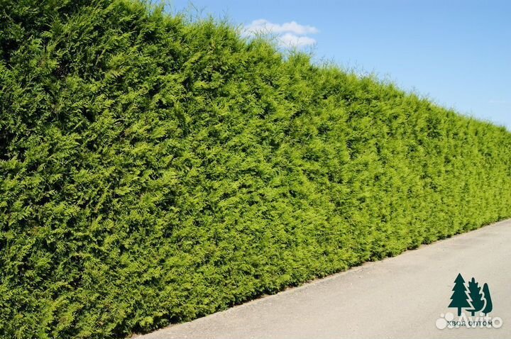 Туя брабант 5,7м и др