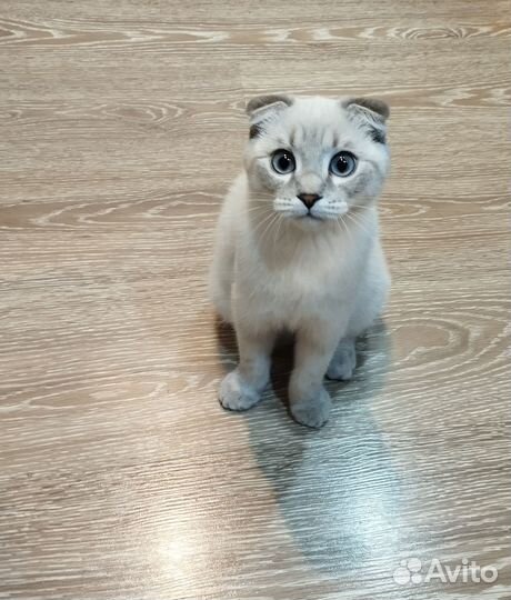 Кошка вислоухая