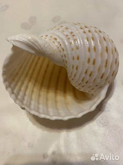 Ракушка морская большая