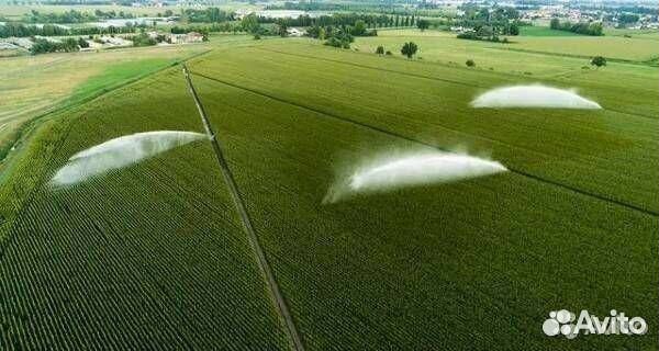 Ищу инвесторов в чеснок под 40 процентов годовых