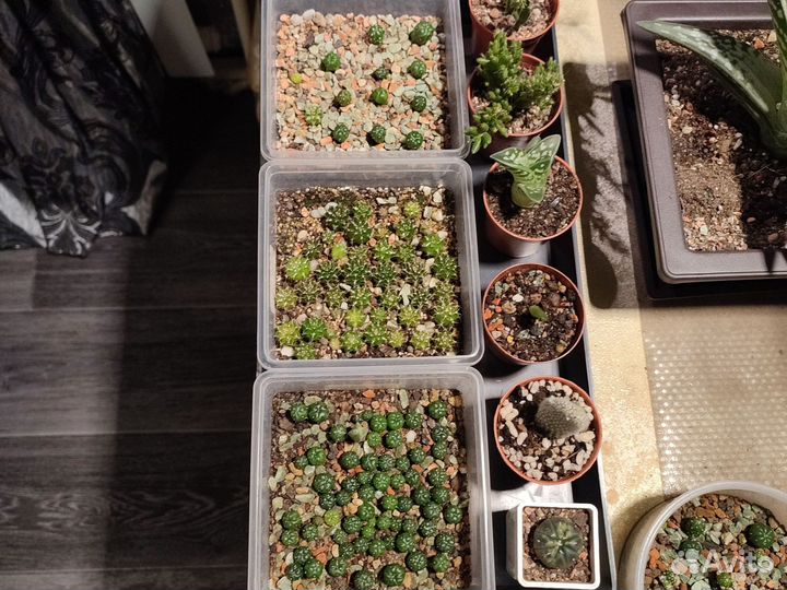 Кактус вариегантный, жёлтый с детками