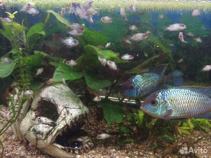 Наннокара неоновая