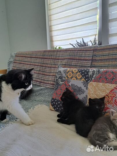 Котята в добрые руки даром