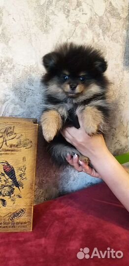 Померанский мини шпиц