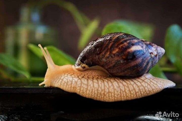 Улитки ахатины бесплатно