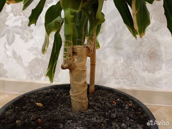 Пальма юкка