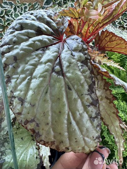 Редкая бегония U-676 (Kapuas Hulu)