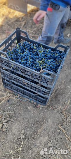 Виноград Молдова