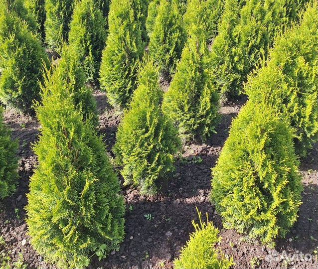 Туи смарагд премиум