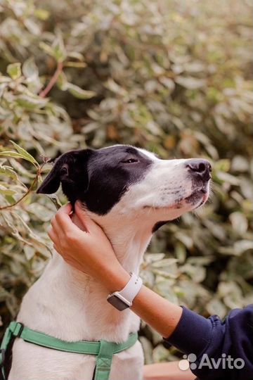 Рэм в самые добрые руки