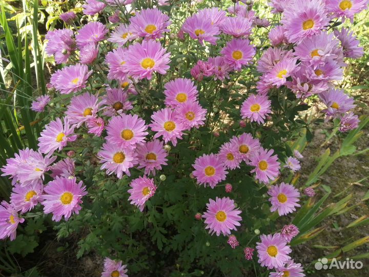 Хризантемы, гелениум