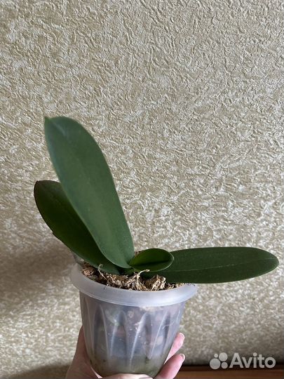 Орхидея Fangmei Rainbow биг лип