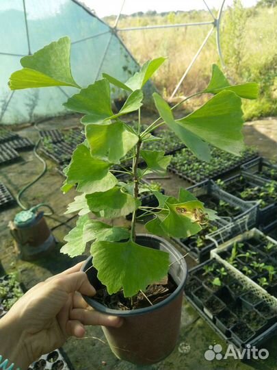 Гингко Билоба семена