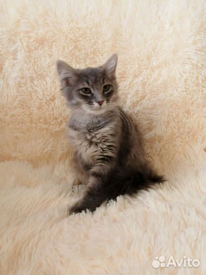 Котята сибирской кошки