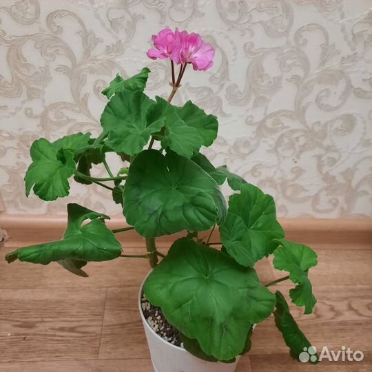 Герань, пеларгония