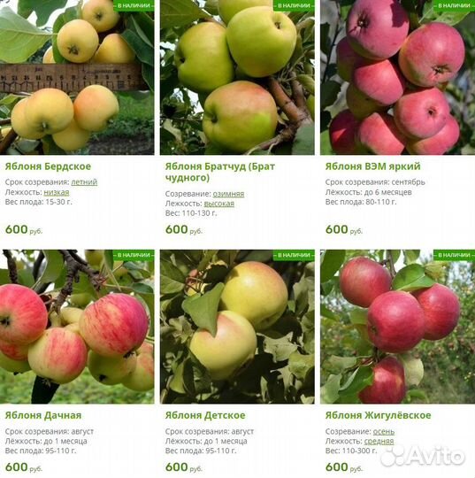 Саженцы Яблонь. Более 40 сортов. Закрытая корневая