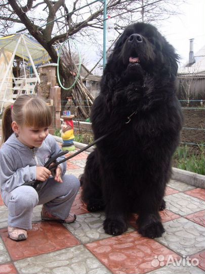 Гостиница для собак