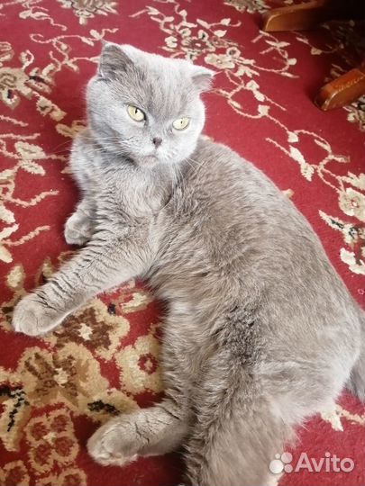 Отдам в добрые руки