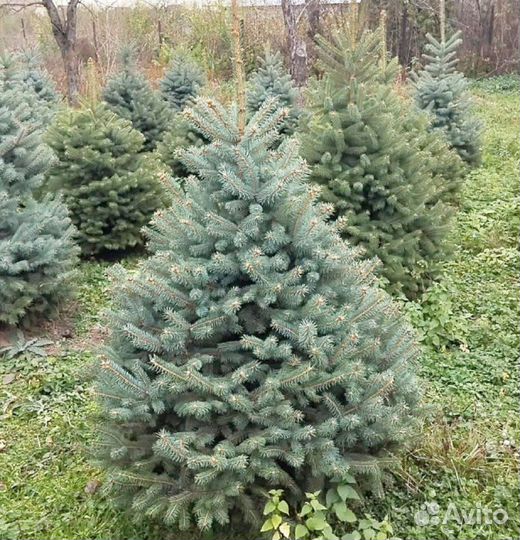 Голубая Глаука ель u-4678
